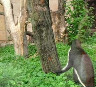 Spacer w zoo