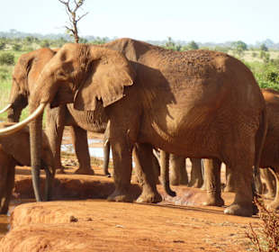 Elefantenherde