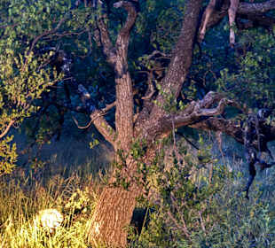 Safari Tour Timbavati