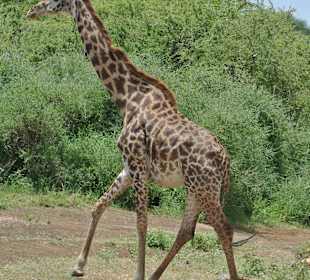 Giraffe unterwegs