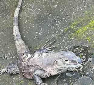 Leguan