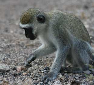 Amboseli
