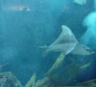 Aquarium - sowas muß man haben