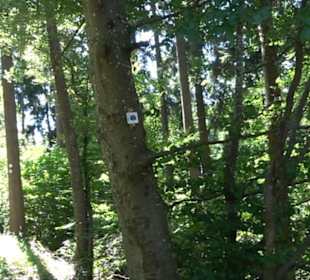 Burg Hohenerpfingen Erpfingen