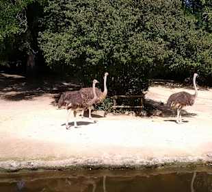 Strausse