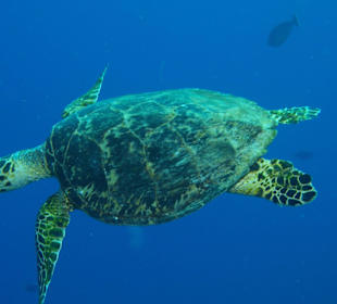 Von 10 mal Schnorchel/Tauchen beobachteten wir 7 M