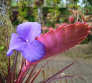 Karibische Blütenpracht