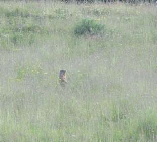 Murmeltier auf dem Monte Baldo