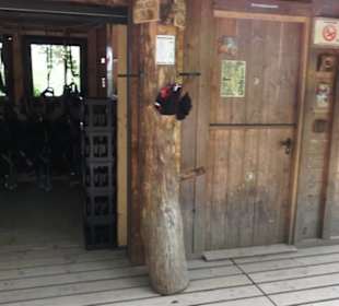 Natur-Hochseilgarten Triberg