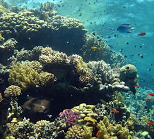 Schnorcheln Hausriff Gorgonia Beach