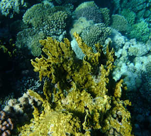 Riffe/Korallen