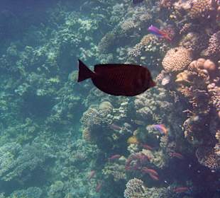 Fische im Hausriff Tulip Resort