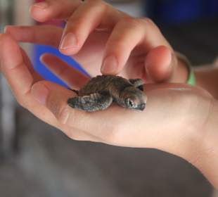Babyschildkröte