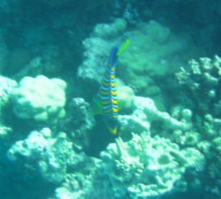 Unterwasserwelt Hausriff Arabia Beach