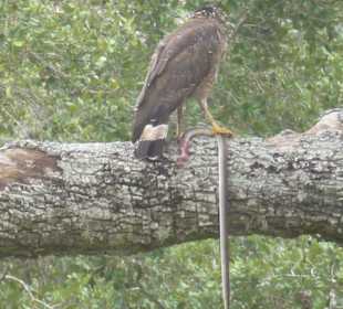 Schlangenweiher hat Beute erlegt