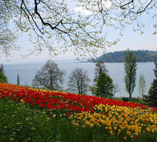 Das Tulpenmeer und der See