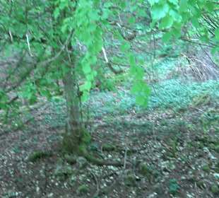 Waldlehrpfad in Tieringen