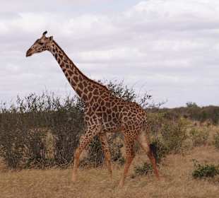 Auch Giraffen als tägliche Begleiter
