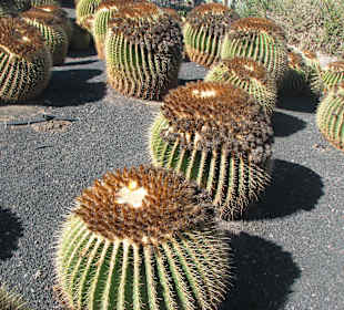 Echinocactus