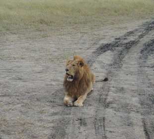 faszinierende Tierwelt