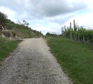 Wanderweg - Alter Steinbruch Pfaffenberg Runde