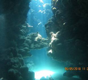 ORCA Dive Club Moreen Beach 