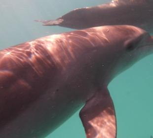 Delphine hautnah erleben
