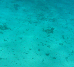 Glasbodenboot Tour Seascope Port Ghalib