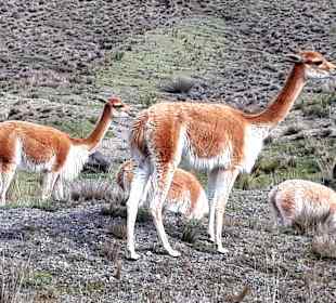 Wandern am Chimborazo