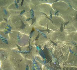 Strand des Nachbarhotels Beach Albatros