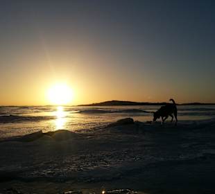 Sonnenaufgang mit Hündin im Vordergrund