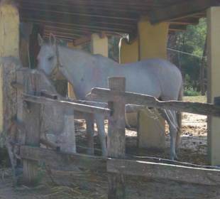 Reitgestüt bei Cala Mesquida