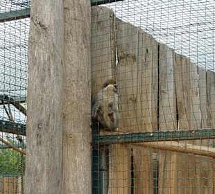 Meerkatze