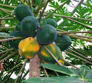 Früchte im Tropenhaus