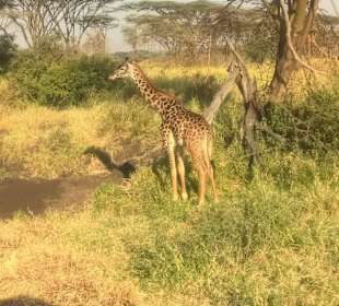 Serengeti, Babygiraffe