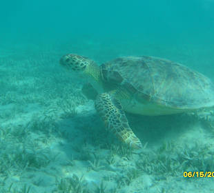 Seeschildkröte am Innenriff