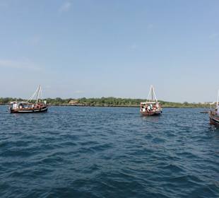 Mehrere Boote beim Delfin Watching