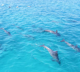 Delfine vor uns
