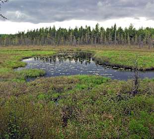 Algonquin Provincial Park, Spruce Bog Boardwalk