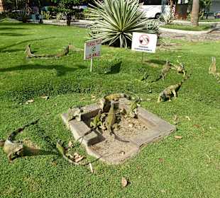 Leguane im Park vor der Kathetrale