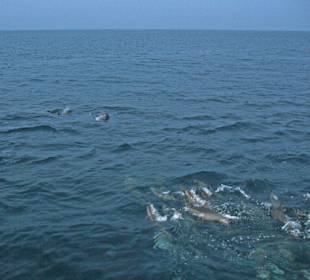 Delfine während der Sunset Cruise