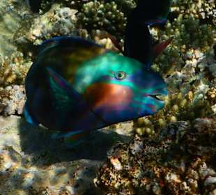 ... schöner geht nicht...