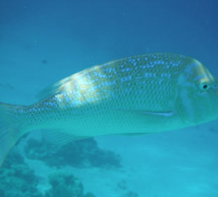 Grosser Schnaper Schnorcheln/ am Prima Life