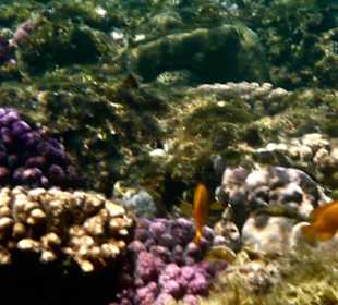 Riff vor Hotel Steigenberger Coraya Beach