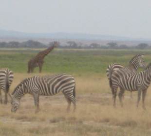 Zebras und Giraffen