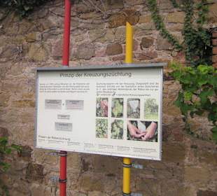 Kulinarische Weinbergswanderung
