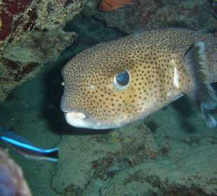 Unterwasserwelt am Riff