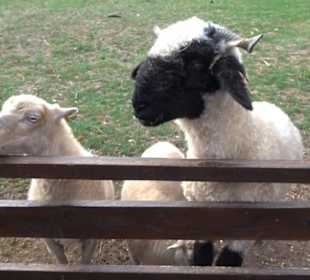 Erlebnispark Tripsdrill