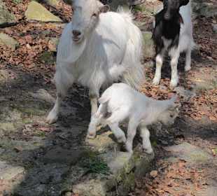 Vogelpark Graben-Neudorf