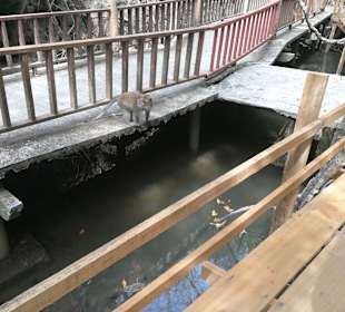 Mangroventour Peter Höfinger